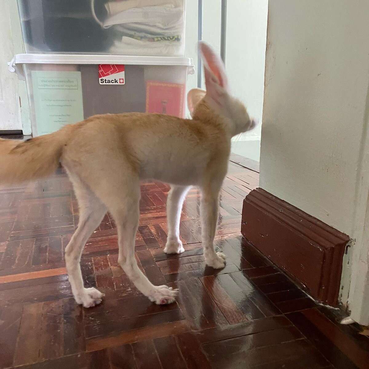 Picture of a fennec fox